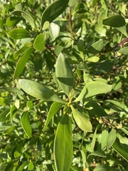 Myoporum insulare