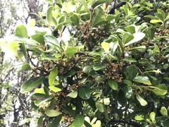 Myrsine chathamica