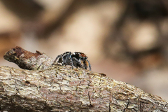 Maratus plumosus