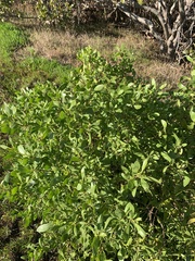 Myoporum insulare