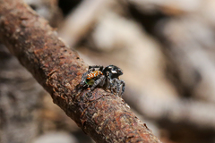Maratus plumosus