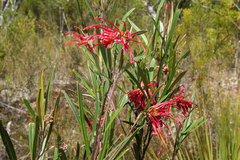 Grevillea oleoides