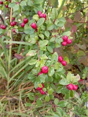 Cotoneaster divaricatus