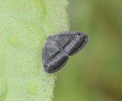 Ricania taeniata