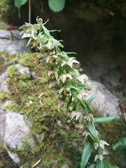 Epipactis