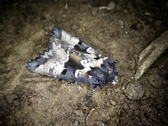 Phlogophora albovittata