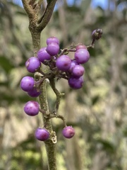 Callicarpa formosana