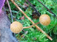 Galerina