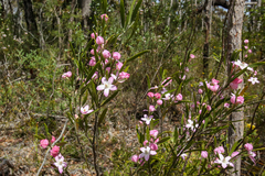 Eriostemon australasius