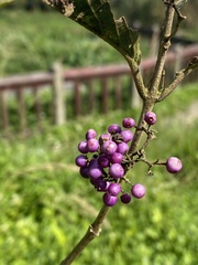 Callicarpa formosana
