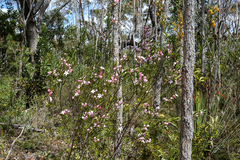 Eriostemon australasius