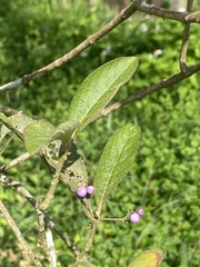 Callicarpa formosana