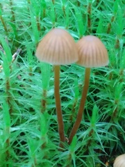 Galerina