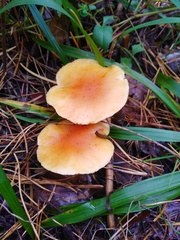 Gymnopilus