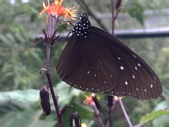 Euploea mulciber mulciber