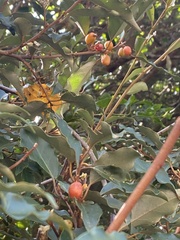 Elaeagnus thunbergii