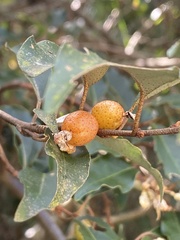 Elaeagnus thunbergii