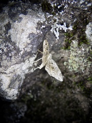 Lobogonodes erectaria