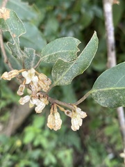 Elaeagnus thunbergii