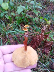 Gymnopilus