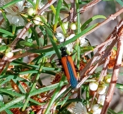 Stenoderus suturalis