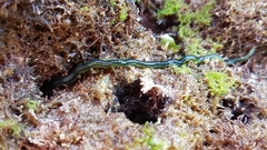 Eulalia clavigera