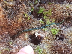 Eulalia clavigera