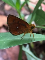 Iambrix salsala salsala