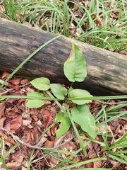 Pulmonaria officinalis