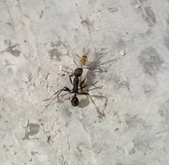 Aphaenogaster senilis