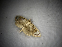 Pycnarmon pantherata