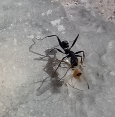 Aphaenogaster senilis