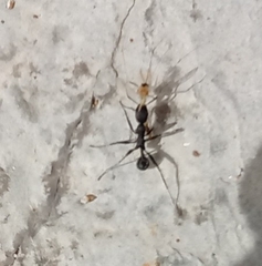 Aphaenogaster senilis