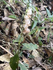 Goodyera foliosa