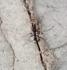 Aphaenogaster senilis