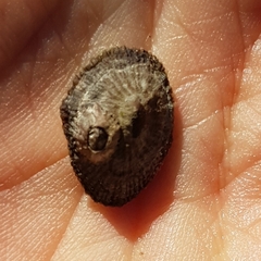 Siphonaria pectinata