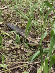 Tiliqua scincoides