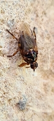 Hippoboscidae