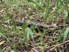 Tiliqua scincoides