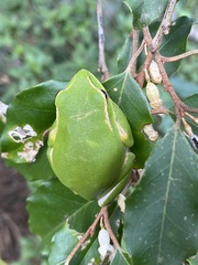 Zhangixalus prasinatus