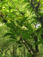 Turpinia ternata