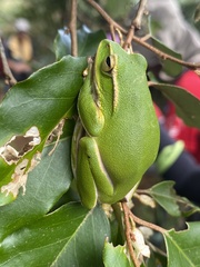 Zhangixalus prasinatus