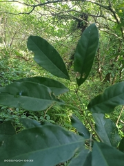 Turpinia ternata