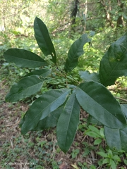 Turpinia ternata