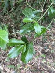 Euonymus carnosus