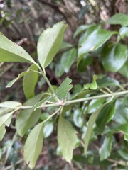 Euonymus carnosus