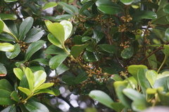 Myrsine chathamica