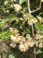 Elaeagnus thunbergii