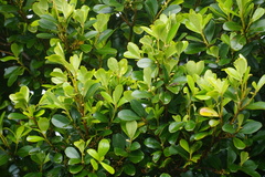 Myrsine chathamica