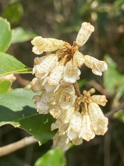 Elaeagnus thunbergii
